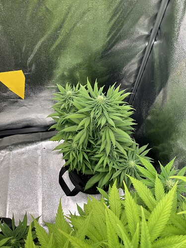 Growreport Bild 2
