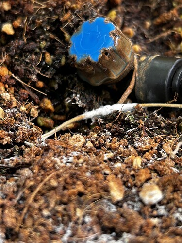 Growreport Bild 12