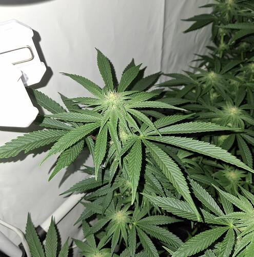 474921200_122164984358293599_659088235571805462_n