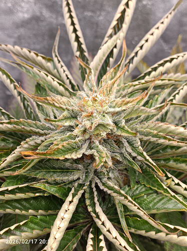 Growreport Bild 5