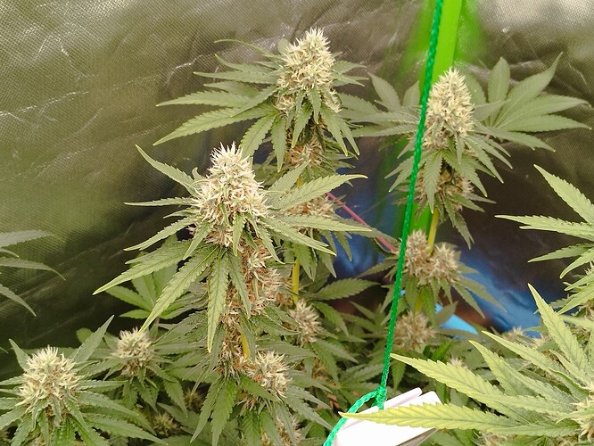 Mehrere Cannabis-Pflanzen in der Blütephase mit dichten, weißen Blütenständen und grünen Blättern, die in einem Zelt wachsen.