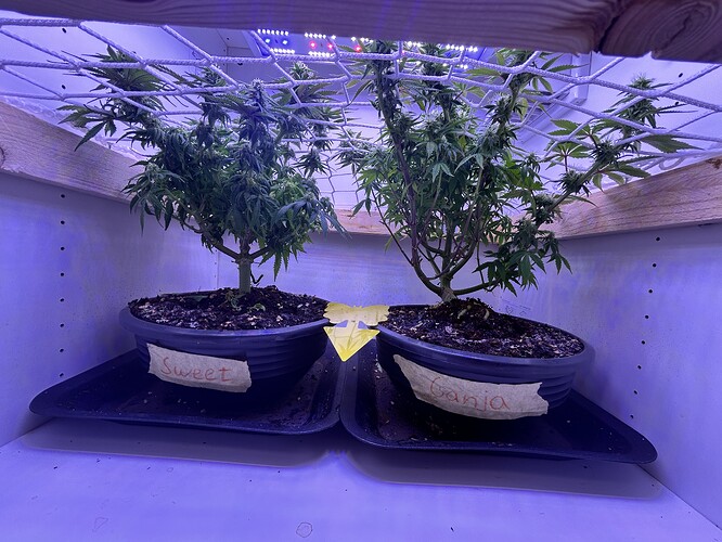 Zwei Cannabis-Pflanzen in Töpfen unter einem Scrog-Netz in einer Growbox, beschriftet mit 'Sweet' und 'Ganja'.