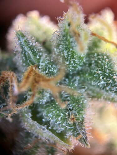 Growreport Bild 36
