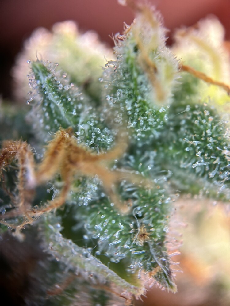 🌿 No Panic its Organic / BioTabs / 120x120 🌿
