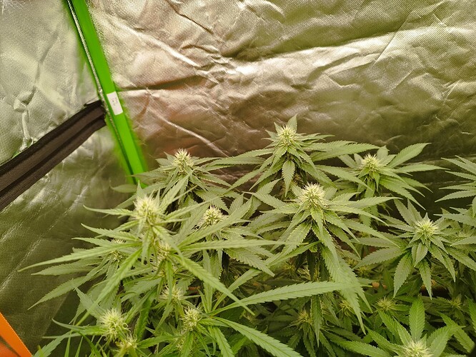 Mehrere junge Cannabispflanzen in der Blütephase, die in einem Zelt wachsen. Die Pflanzen zeigen deutliche Anzeichen von Blütenbildung mit kleinen, weißen Trichomen.