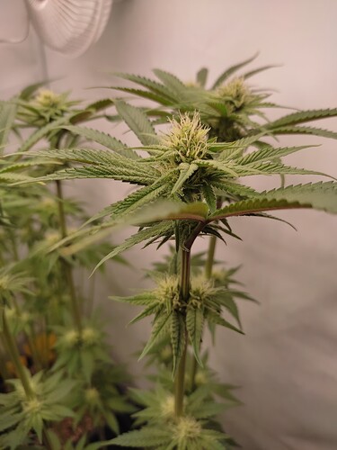 Growreport Bild 41