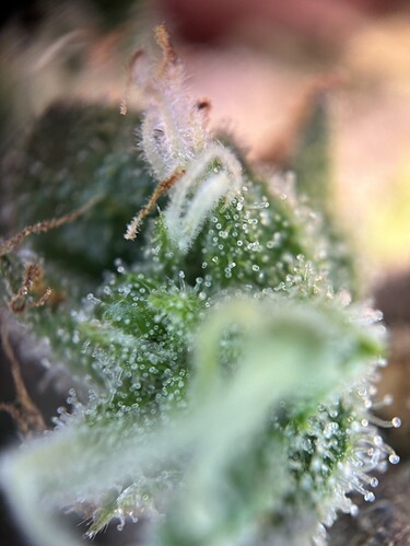 Growreport Bild 15