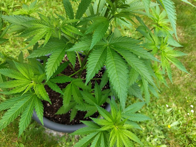 IMG_20240604_113243536