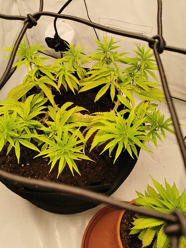 Growreport Bild 7