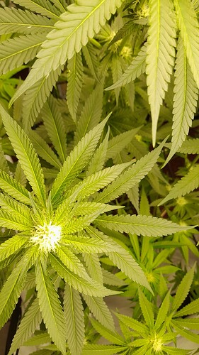 Growreport Bild 2