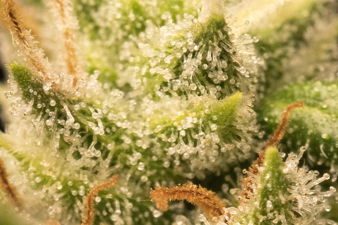 Growreport Bild 1