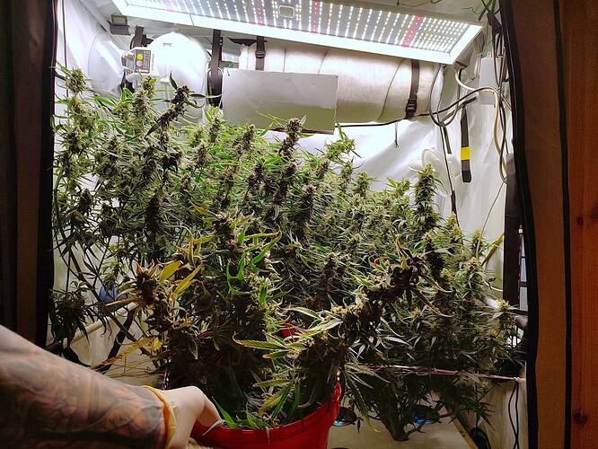 Growreport Bild 43
