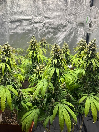 Growreport Bild 3