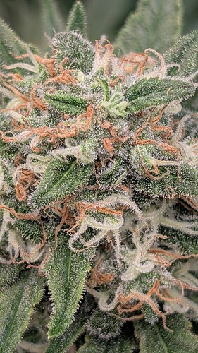 Growreport Bild 45