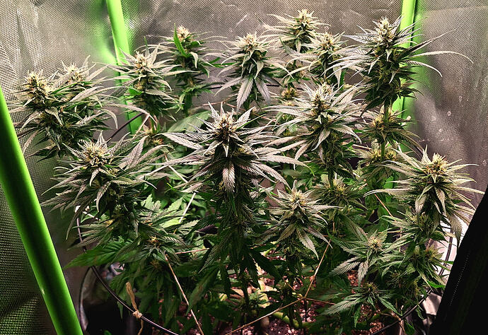Growreport Bild 15