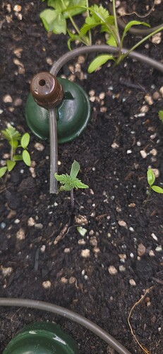 Growreport Bild 4