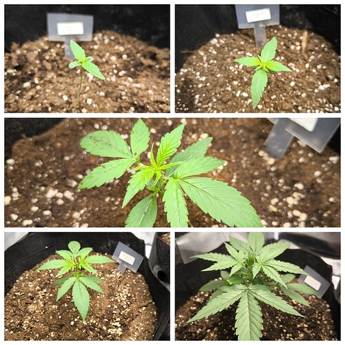 Growreport Bild 1