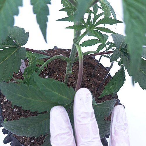 Growreport Bild 11