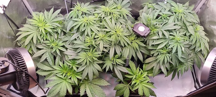 Growreport Bild 2