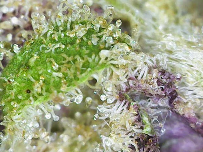 Growreport Bild 9