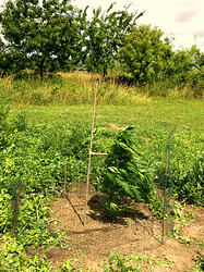 Grow26_0703_01