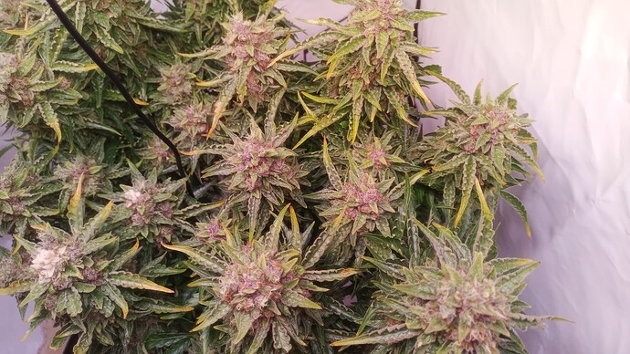 Growreport Bild 3