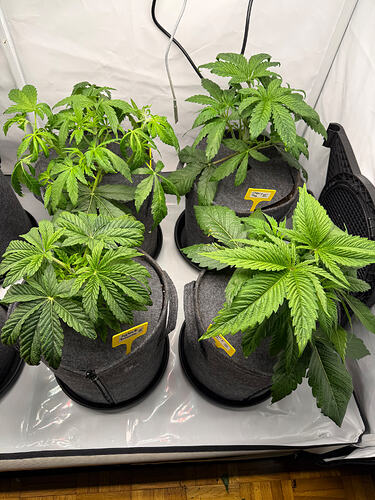 Growreport Bild 22