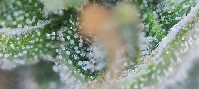 Growreport Bild 31
