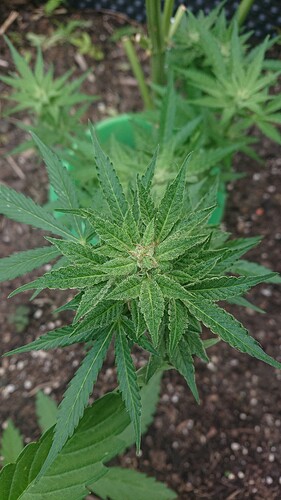 Growreport Bild 48