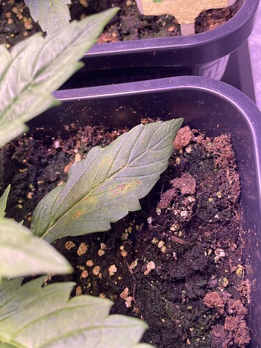Growreport Bild 3