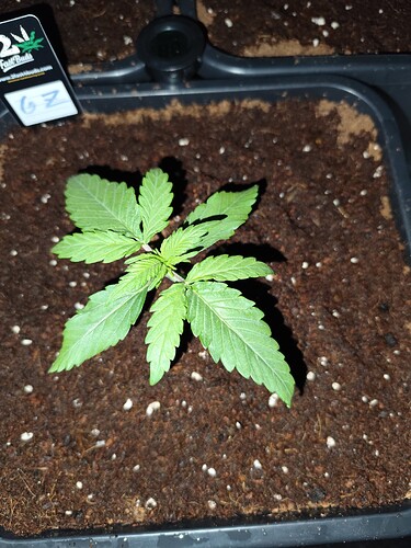 Growreport Bild 8
