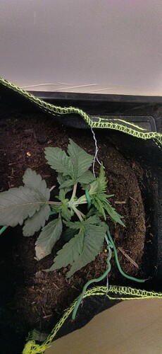 Growreport Bild 16