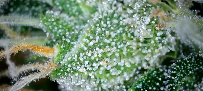 Screenshot_20240723_195612_Gallery