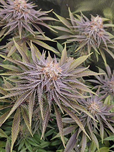 Growreport Bild 19