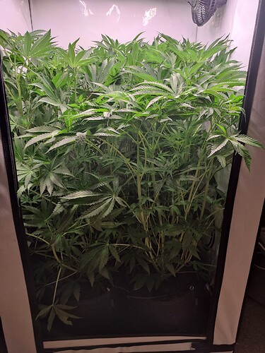 Growreport Bild 29