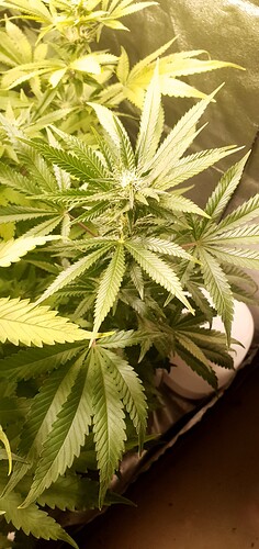 Growreport Bild 3