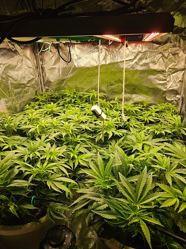 Growreport Bild 1