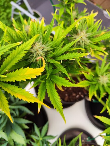 Growreport Bild 16