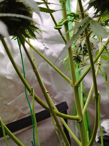 Nahaufnahme der Stängel einer Cannabispflanze, die mit grünen Clips zur Stützung und Führung der Äste befestigt sind. Im Hintergrund ist eine reflektierende Oberfläche zu sehen.