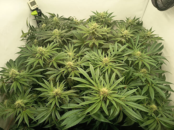Growreport Bild 10