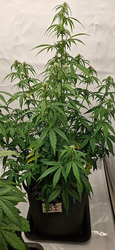 Growreport Bild 19