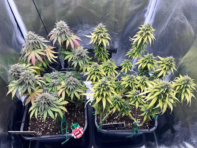 Growreport Bild 33
