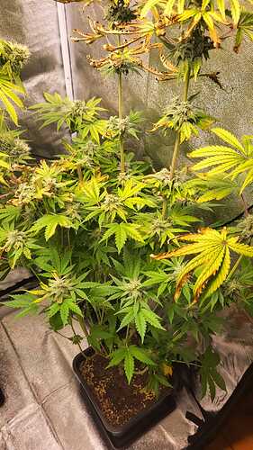 Growreport Bild 4