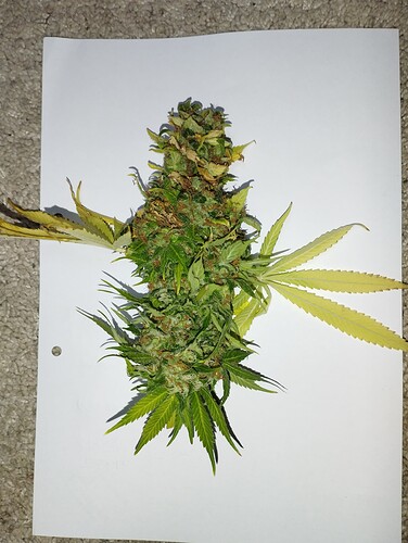 Growreport Bild 21