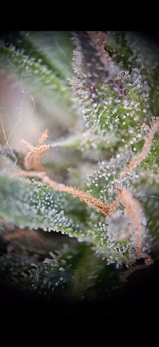 Screenshot_20240621_170221_Gallery