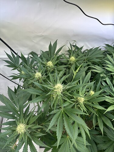 Growreport Bild 4