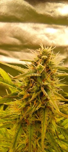 Growreport Bild 5