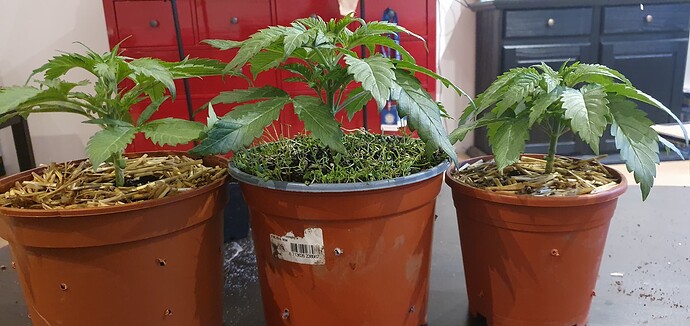 Growreport Bild 1
