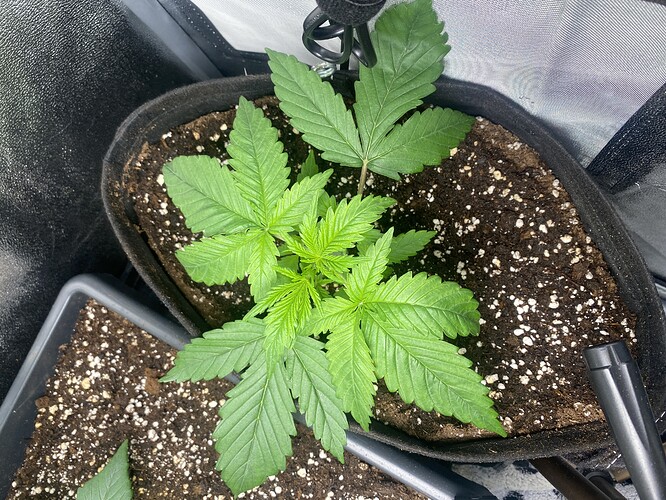 Growreport Bild 3