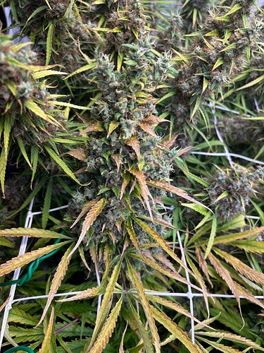 Growreport Bild 17